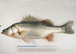 鲈鱼养殖爆料怎么做视频,视频制作攻略全解析